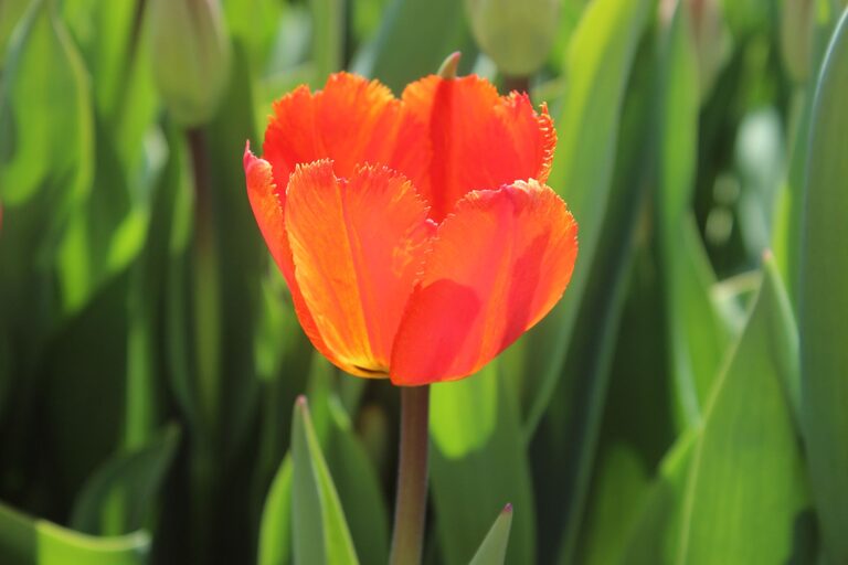 resized_35_api